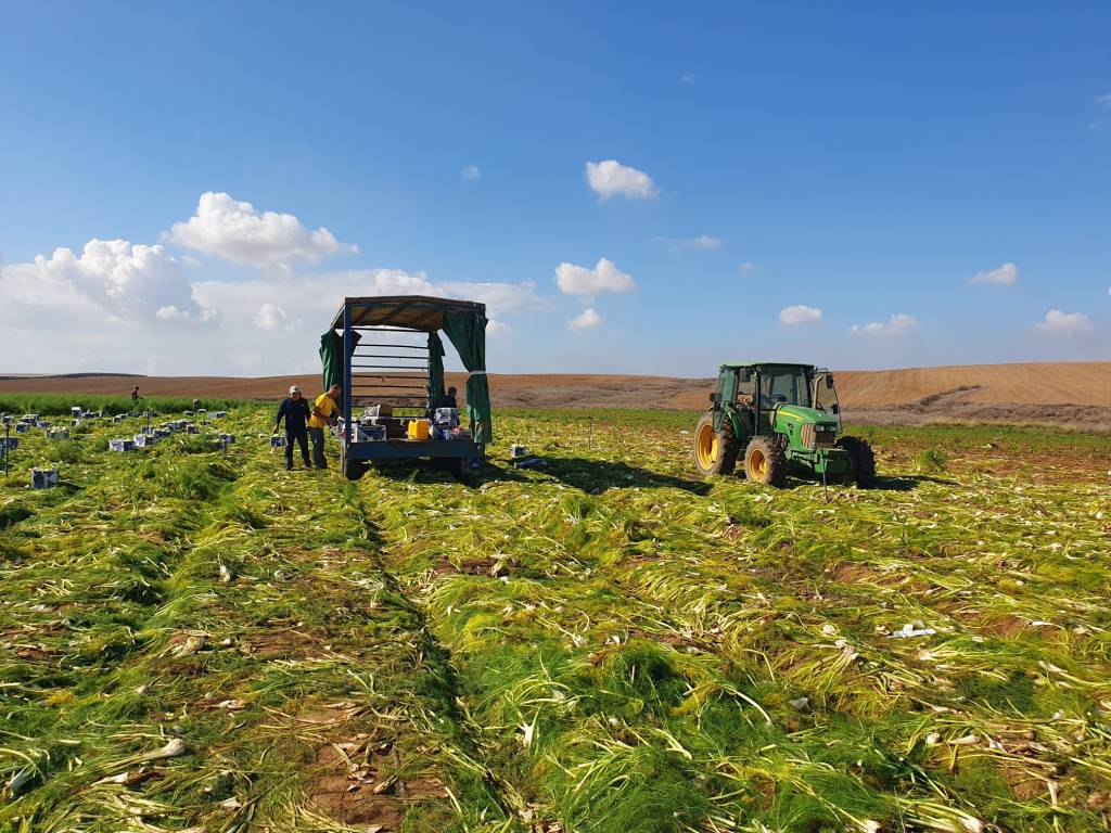 שיעור מולדת